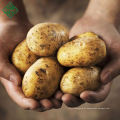 Batatas frescas vermelhas bengalis novas / fornecedor vermelho fresco da batata